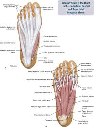 On mdsave, the cost of a leg flexor tendon repair is $4,620. 11 Muscles Of The Leg And Foot Musculoskeletal Key
