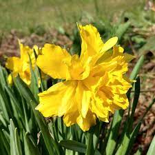Check spelling or type a new query. Narcissus Double Campernelle Daffodil Double Campernelle Double Uploaded By Lenamarie