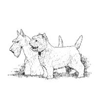 Search through 623,989 free printable colorings. West Highland And Scottish Terrier Coloring Pages Surfnetkids