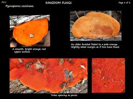 Image result for Pycnospora