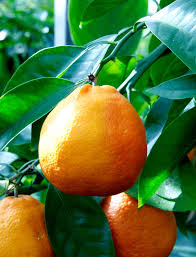 Minneola tangelo citrus is half tangelo, half grapefruit. Minneola Tangelo The Citrus Centre