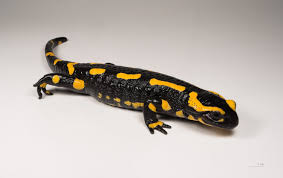 Maybe you would like to learn more about one of these? Fire Salamander Wikipedia