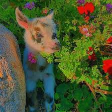 Tons of awesome indie kid wallpapers to download for free. Pin By Lee Judy On Mhmmm Cute Animal Photos Cute Little Animals Cute Cows