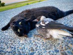 Welcome to the magpie cat's nest, where all of the treasures are purrrfectly made by me! Black Cat And Magpie Are Birds Of A Feather