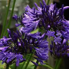 Pin By Sujatha On The Language Of Flowers Agapanthus Purple Garden African Lily