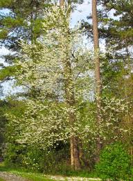 Image result for Prunus serotina