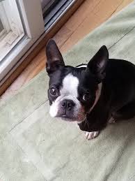 Boston terrier puppies for sale in va. This Is Ollie From Virginia Boston Terrier Super Cute Animals Small Dog Breeds
