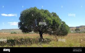 Image result for Agathisanthemum bojeri