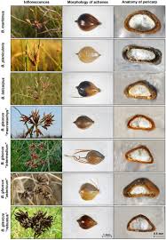 Image result for Bolboschoenus glaucus