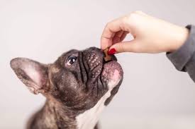 We did not find results for: How Many Times A Day Should My Puppy Eat Ganador