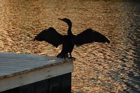 We did not find results for: Burung Sayap Margasatwa Refleksi Elang Hitam Fauna Burung Bertengger Tema Hewan Hewan Di Alam Liar Pxfuel