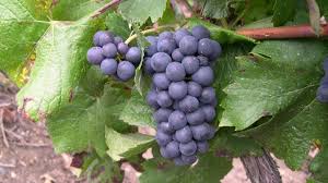 Viticulture, taille, vendanges, innovations, recherche actualité sur la viticulture, l'œnologie, l'équipement, dédié aux viticulteurs et aux. De La Vigne Au Vin Informations Sur L Actualite Et Les Mutations Du Vin