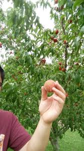 A garden of fruit trees is called an orchard. Zynnovation Llc