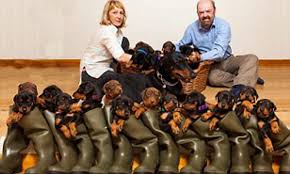 We strive to improve the doberman pinscher breed as outlined by the american kennel club (akc), as well as the doberman pinscher club of american (dpca). Gina The Doberman Said By Vets To Be Pregnant With Six Pups Stuns Owner By Giving Birth To Litter Of 13 And They Sell For 1 000 Each Daily Mail Online