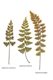 Image result for Asplenium holstii