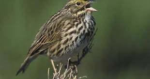 Sparrow Birds Of Colorado Identification Savannah Sparrow Bird Sightings Sparrow Savannah Chat