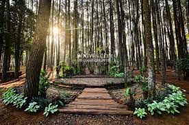 One of my friend prewedding outdoor photosession. 7 Foto Keren Bukti Hutan Pinus Mangunan Wajib Segera Kamu Jelajahi Maslatip Travel