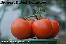 We did not find results for: Grow The Biggest And Best Tomatoes Organically By Using Fish Heads Asprin Water Tubes