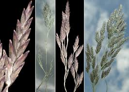 Image result for Eragrostis pilosa