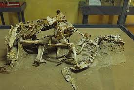 Fossils allow us to draw conclusions about the evolution and extinction of species from the past. Elodieunderglass Did Protoceratops And Velociraptors Live At The