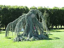 Weeping Blue Atlas Cedar Cedrus Atlantica Glauca Pendula At Millcreek Gardens Weeping Blue Atlas Cedar Blue Atlas Cedar Evergreen Shrubs