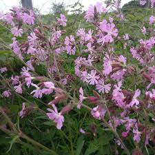 Image result for Silene