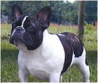 Should i get a male or female puppy french bulldog gender differences. French Bulldog Breed Facts And Personality Traits Hill S Pet