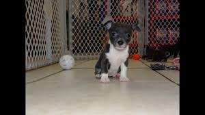 The charismatic chihuahua dog is a popular puppy choice. Craigslist Chihuahua Puppies For Free Vtwctr