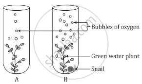 Where Does Oxygen Liberated From Photosynthesis Come From? - Actuate Minds