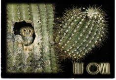 Increasing human activities in the presence of owls can make them go away. 23 Elf Owl Ideas Elf Owl Owl Saguaro