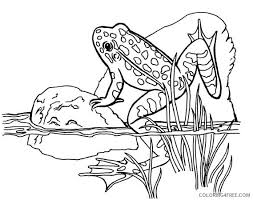Frogs, lambs, turkey coloring pages, pigs, racoons, cows, horse coloring pages, chickens, farm and zoo animal coloring pages are just a few of the many coloring pages, sheets pictures. Frog Coloring Pages In Pond Coloring4free Coloring4free Com