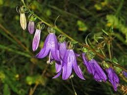 Image result for Campanulaceae