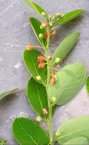 Image result for Phyllanthus reticulatus