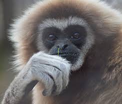 Image result for gibbon