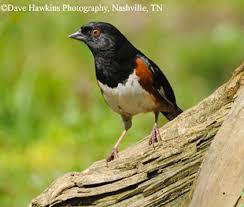 Red Birds Of East Texas Tennessee Watchable Wildlife Eastern Towhee Backyard Birds Wildlife Pretty Birds