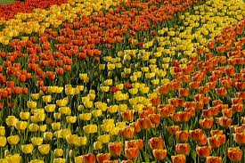 Tulipan 2015 Beginnt Berlin Av Berichte Fotos Und Videos Aus Berlin