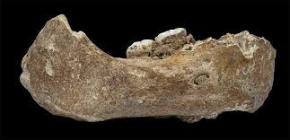 What have the denisovans ever done for us, anyhow irene gallego romero will be talking about her research at this ceminar. Biggest Denisovan Fossil Yet Spills Ancient Human S Secrets