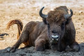 Two extant and six extinct species are recognised. Wisent Europaischer Bison Tiere Saugetiere Goruma
