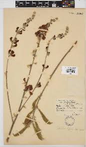 Image result for Megalastrum lanuginosum