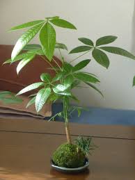 緑の苔玉 パキラ