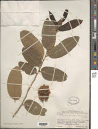 Image result for Drypetes gerrardii