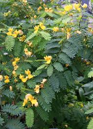 Image result for Chamaecrista grantii