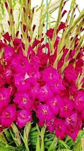 Flowers Wallpapers Hd Garden Bulbs Gladiolus Flower Gladiolus