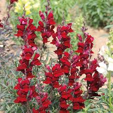 Antirrhinum Black Prince Seeds From Mr Fothergill S Seeds And Plants