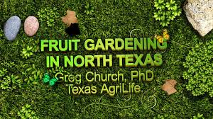 Check spelling or type a new query. Fruit Gardening In North Texas Youtube