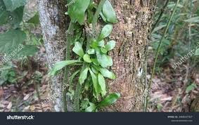 Image result for Salacia orientalis