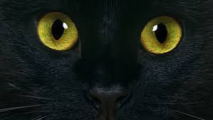 Ihre herkunft und vorfahren stammen aus dem fruchtbaren halbmond. Lowe Tiger Gepard Leopard Hauskatze Und Co Von Hauskatzen Wildkatzen Und Raubkatzen