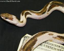 They are a designer morph bred from an albino and a type b anery (charcoal corn snake). Garter Snake Morph Melanistic Animals Snake Melanistic