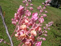 Image result for Cassia angolensis