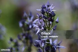 Image result for Swertia erosula